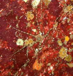 grey brittle star thumbnail 1