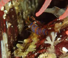 Candy-striped Shrimp thumbnail 2
