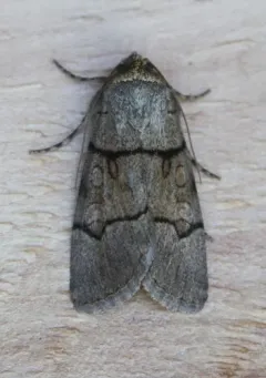 Sympistis youngi thumbnail 3