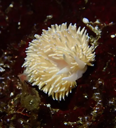 Japanese Aeolid