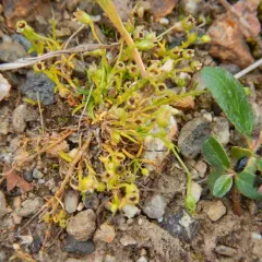 Alpine Pearlwort thumbnail 2
