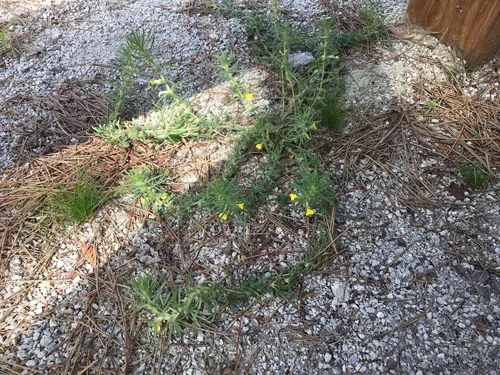 Ground-pine