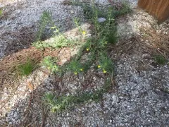 Ground-pine thumbnail 1