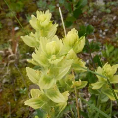 Unalaska paintbrush thumbnail 3