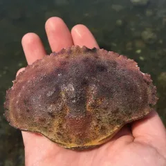 Jonah Crab thumbnail 3