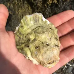 Eastern Oyster thumbnail 2