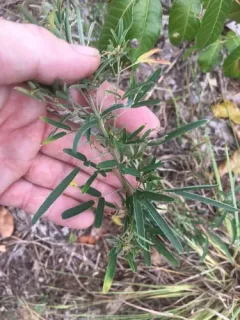 Narrow-leaved Bush Clover thumbnail 2