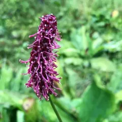 Menzies' Burnet thumbnail 4