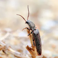 Cylindrical Click Beetle thumbnail 2