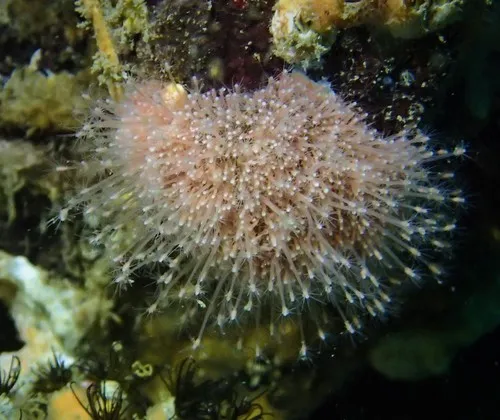 Schuchertinia milleri