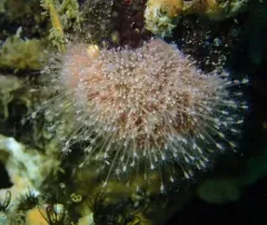 Schuchertinia milleri thumbnail 1