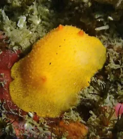 Cooper's Aldisa thumbnail 3