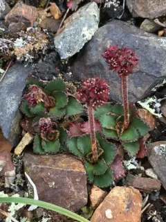 Red-hair Saxifrage thumbnail 3