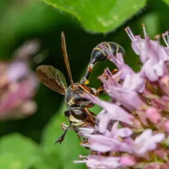 Physocephala marginata thumbnail 4