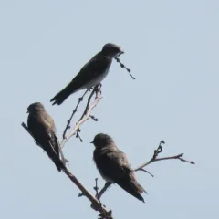 Northern Rough-winged Swallow thumbnail 2