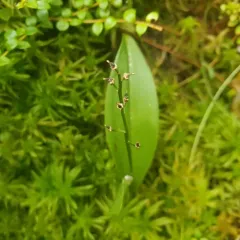 fen orchid thumbnail 3