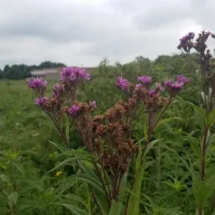 Smooth Ironweed thumbnail 3