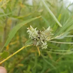 Willow Rosette Gall Midge thumbnail 3