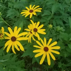 sweet black-eyed Susan thumbnail 3