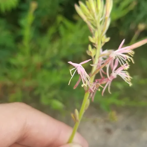 biennial beeblossom