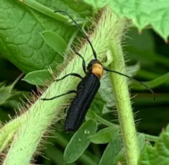 Raspberry Cane Borer thumbnail 3