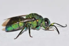 Holopyga ventralis thumbnail 2