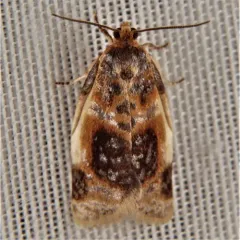 Black-patched Clepsis Moth thumbnail 3