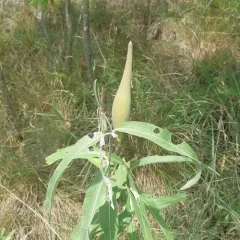 green comet milkweed thumbnail 2