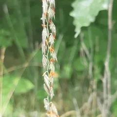 Sideoats Grama thumbnail 4