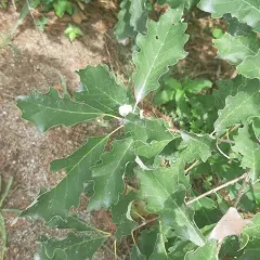 dwarf chinkapin oak thumbnail 4