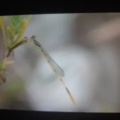 Citrine Forktail thumbnail 2