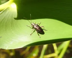 Rugose reed beetle thumbnail 4