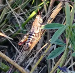 Dawson's Spur-throat Grasshopper thumbnail 1