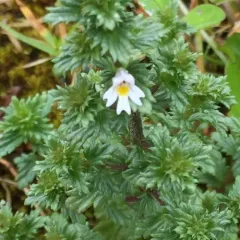 Common Eyebright thumbnail 2
