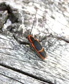 Red-edged Saperda thumbnail 2