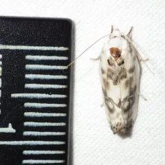Pale Gray Bird-dropping Moth thumbnail 4