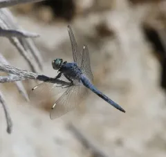 Comanche Skimmer thumbnail 2