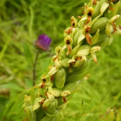 green bog orchid thumbnail 4
