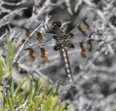Desert Whitetail thumbnail 3