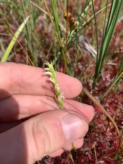 languid ladies'-tresses thumbnail 1