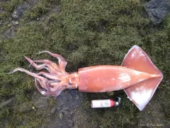 Humboldt Squid thumbnail 2