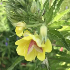 Primrose Moth thumbnail 3