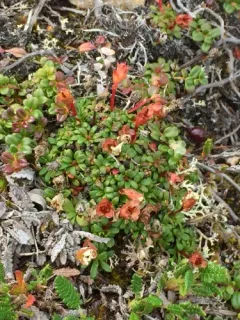 Alaskan pincushion plant thumbnail 2