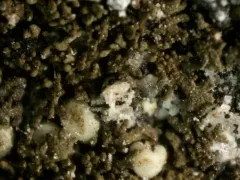 Peppered Brownette Lichen thumbnail 2
