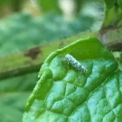 Banded sage hopper thumbnail 4