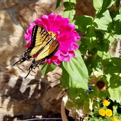 Two-tailed Swallowtail