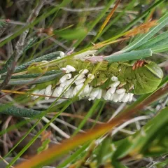 Hornworm Parasitoid Wasp thumbnail 3