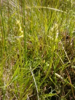 Ute Ladies'-tresses thumbnail 3