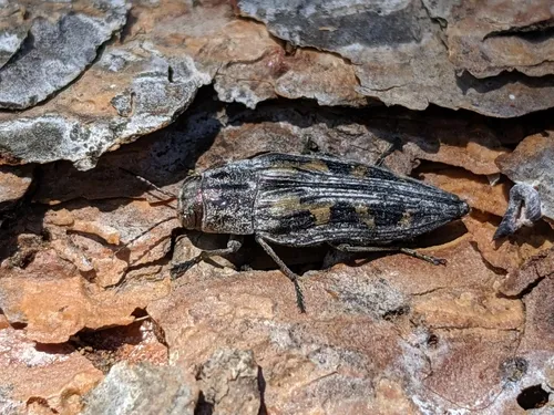 Buprestis laeviventris