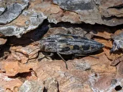 Buprestis laeviventris thumbnail 1
